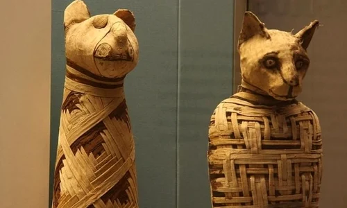 Egiptenii creşteau pisici pentru a le oferi drept jertfă zeilor jpeg