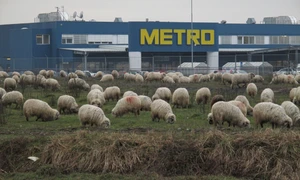 Ţăranul e pe cîmp    jpeg
