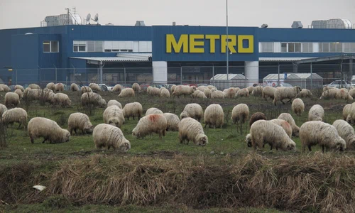 Ţăranul e pe cîmp jpeg