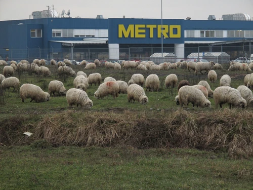 Ţăranul e pe cîmp jpeg
