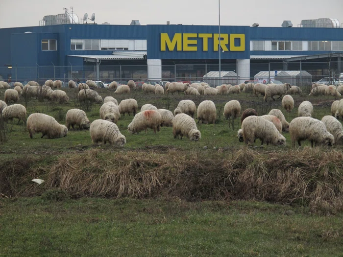 Ţăranul e pe cîmp jpeg