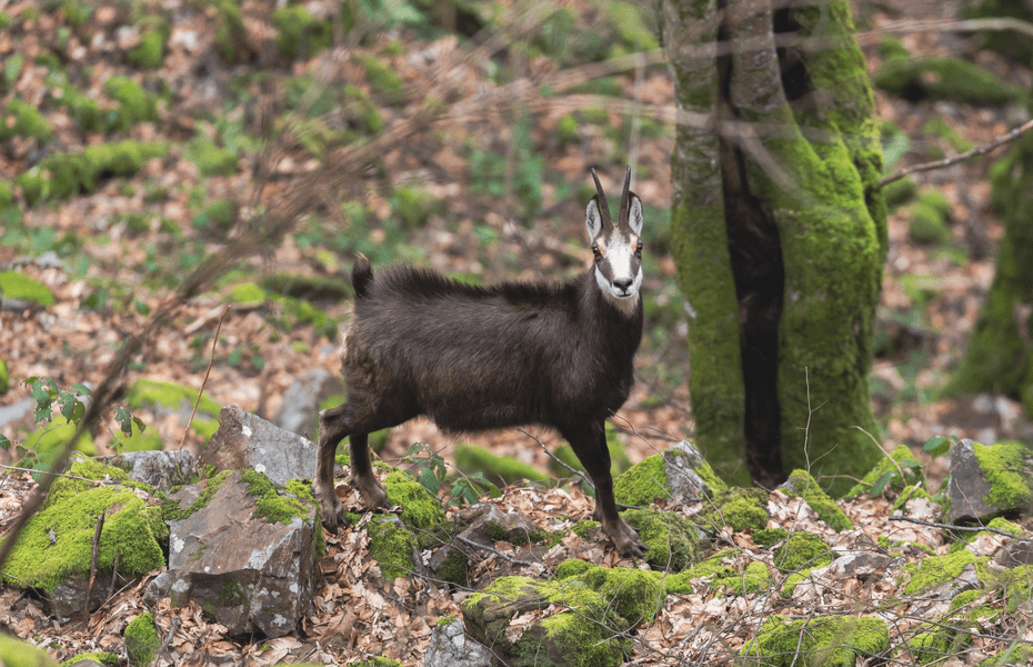 Capra neagră, surprinsă într-o pădure din Munții Apuseni. Controversa vânătorii FOTO