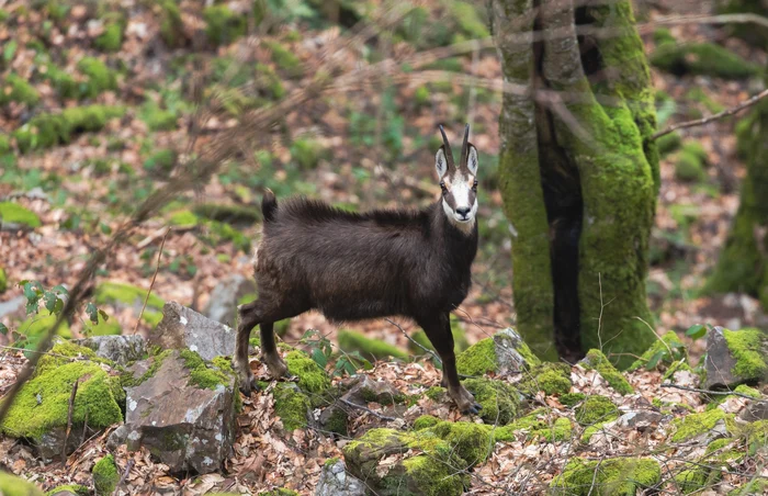 Exemplar de capră neagră FOTO Parcul Natural Apuseni