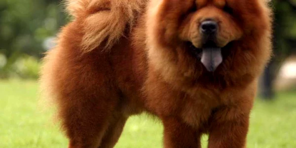 Cele mai rele rase de caini Chow Chow FOTO FOTO animalidalmondo.pianetadonna.it