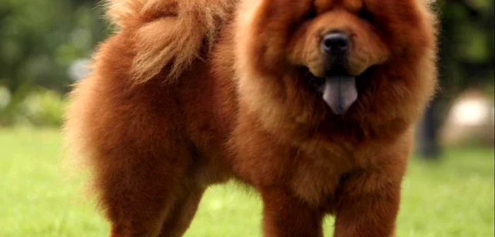 Câine rasa Chow Chow FOTO animalidalmondo.pianetadonna.it