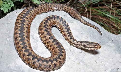 vipera 768x625 jpeg