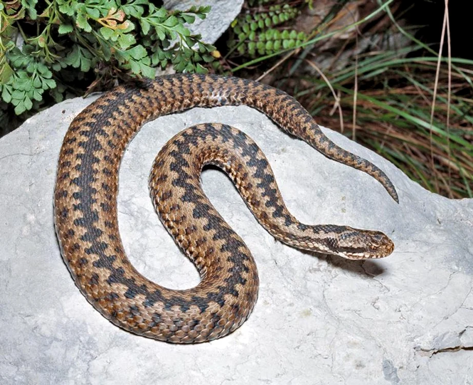 
    Vipera este în mediul ei naturalFoto: Info.cs  