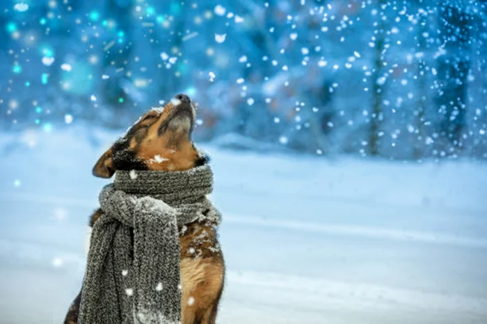 Câinii nu trebuie lăsați să mănânce zăpadă / foto: IStock