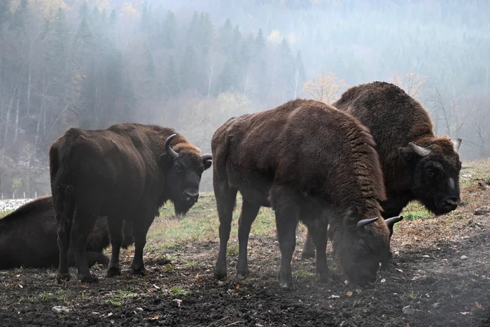 Proiectul de eliberare a început în anul 2012 FOTO Ținutul Zimbrului