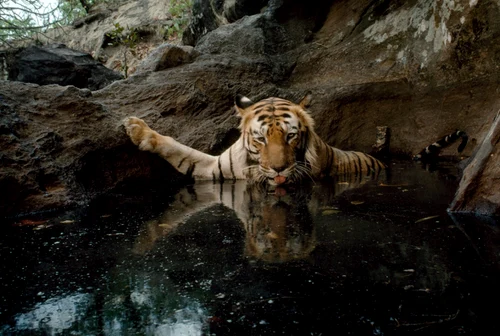 national geographic 125 de ani foto national geographic