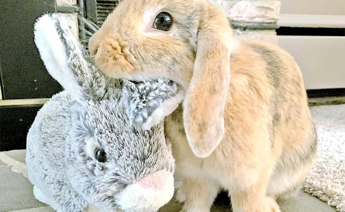 Hai să dormim acum, că ne-am jucat destul!Foto: Profimedia