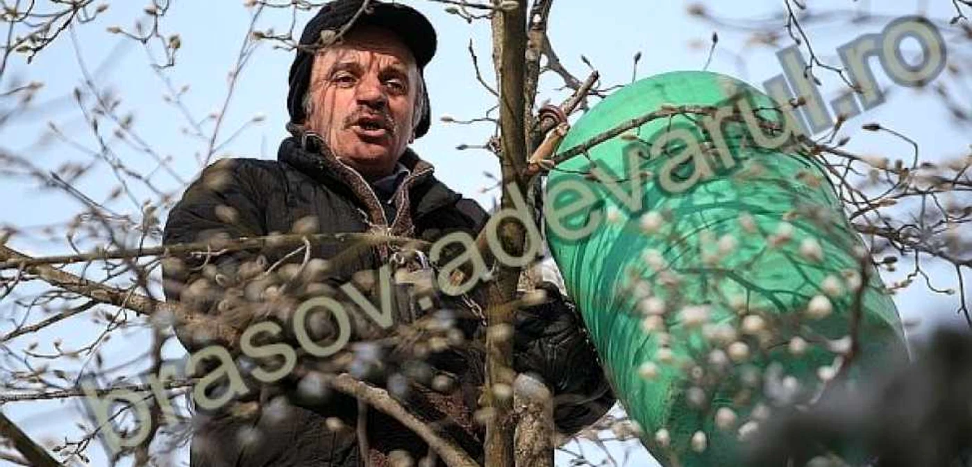 Gheorghe Botorg a ţipat minute în şir cocoţat într-un pom Foto: Bogdan Crăciun