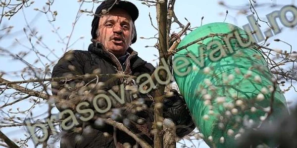Gheorghe Botorg a ţipat minute în şir cocoţat într-un pom Foto: Bogdan Crăciun