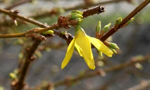 floare arbust jpeg