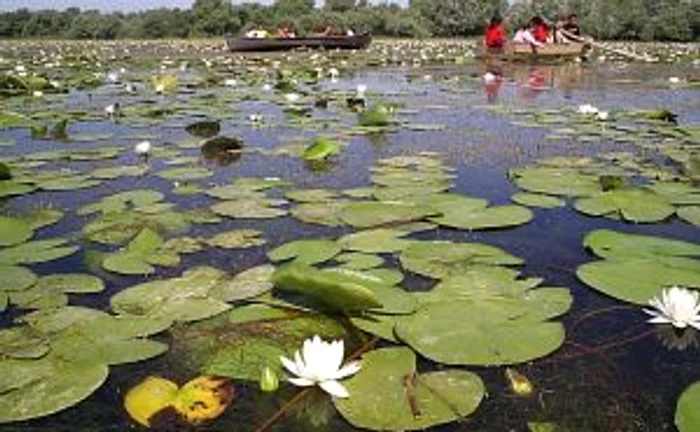 Insula Mică a Brăilei, locul în care sunt ascunzătorile lui Terente. FOTO: NICOLETA BUTNARU