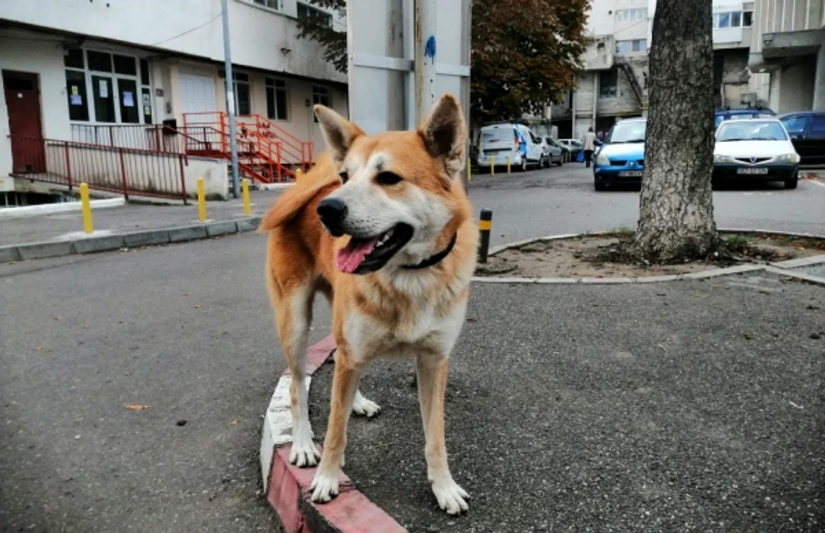 buzau