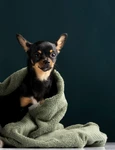 beautiful pet portrait small dog cat jpg
