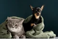 beautiful pet portrait small dog cat jpg