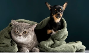 beautiful pet portrait small dog cat jpg