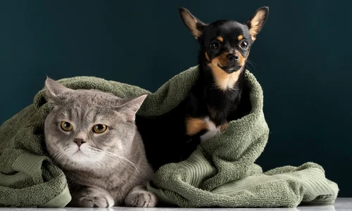 beautiful pet portrait small dog cat jpg