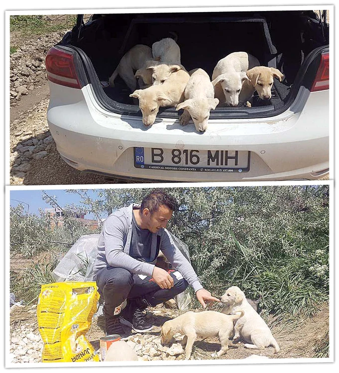 Mihai a recuperat căţeluşii de la centrul de ecarisaj şi acum le caută stăpâni
