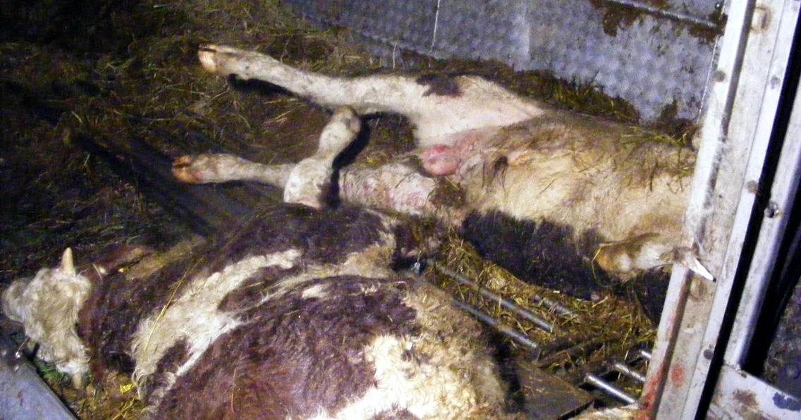 Bovine moarte în urma accidentului