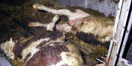 Bovine moarte în urma accidentului