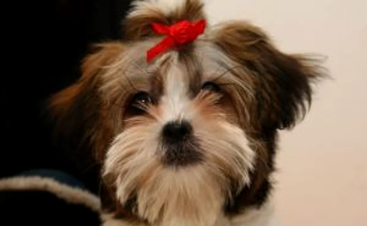 Pufi