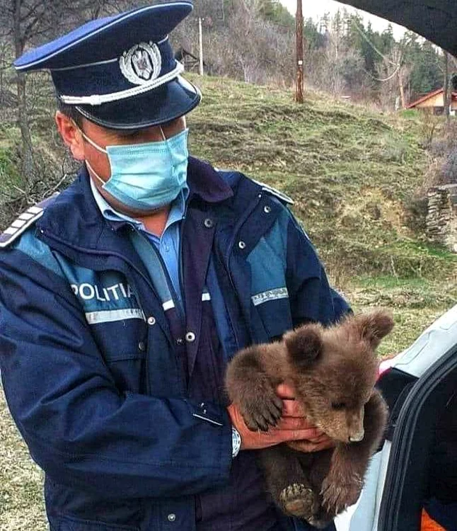 
    Puiul de ursuleț a fost găsit de polițist pe marginea drumuluiFotografii: IPJ Vrancea  