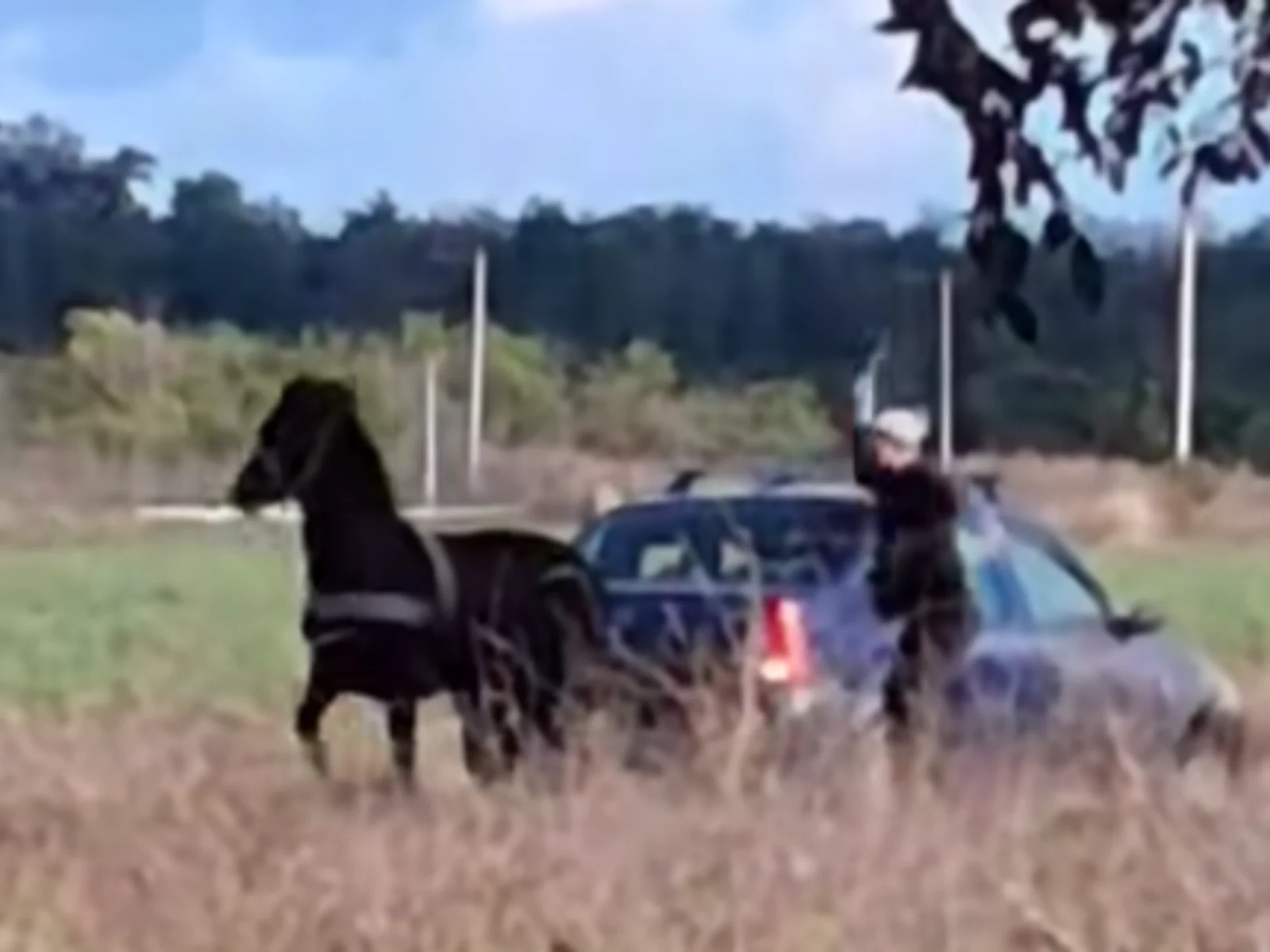 Val de revoltă pe Internet din cauza unui videoclip cu un cal lovit cu cruzime, pus să tracteze o mașină. A fost deschis dosar penal