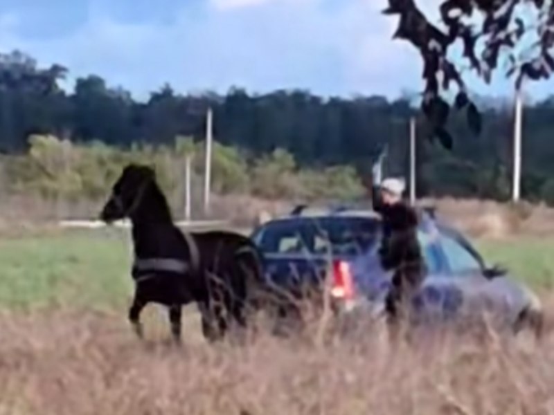 Val de revoltă pe Internet din cauza unui videoclip cu un cal lovit cu cruzime, pus să tracteze o mașină. A fost deschis dosar penal