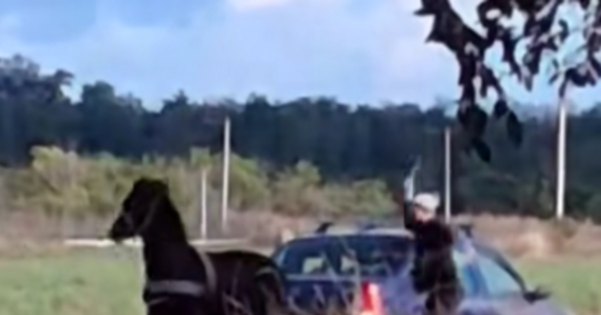 Revoltă pe Internet după un videoclip cu un cal bătut pentru a trage o mașină, dosar penal deschis