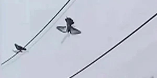 Un porumbel care a atârnat 12 ore pe un cablu a fost salvat cu o dronă foto captura video