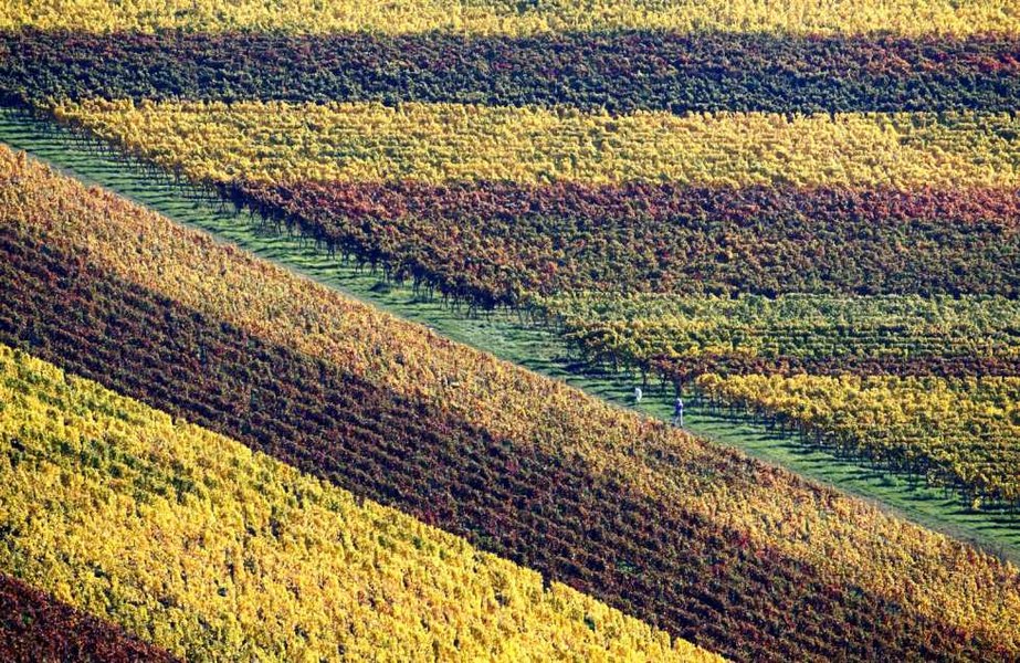 Români exploatați ca sclavii în podgoriile din Bordeaux. Ce au descoperit anchetatorii