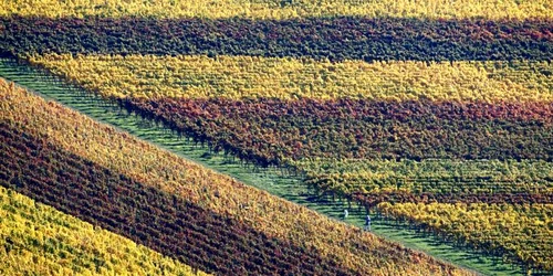 Podgorii colorate de toamnă pot fi văzute în jurul castelului Hambach din Hambach Germania FOTO EPA EFE Ronald Wittek 