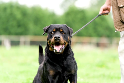 02 dog breeds rottweiler jpg jpeg