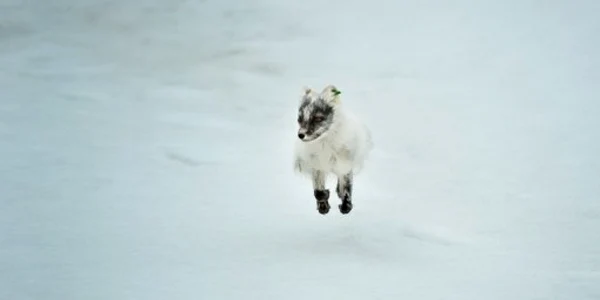 Vulpe polara Svalbard FOTO AFP