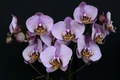 orchids 1528330 1280 jpg