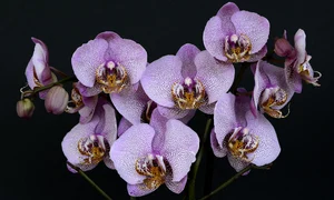 orchids 1528330 1280 jpg