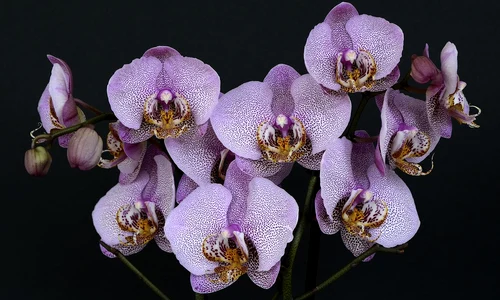 orchids 1528330 1280 jpg