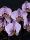 orchids 1528330 1280 jpg