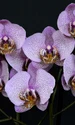 orchids 1528330 1280 jpg