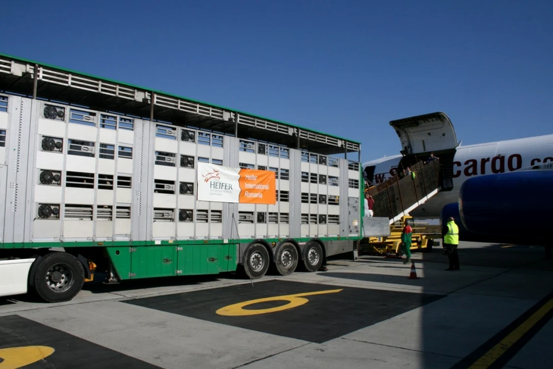 Primul transport de animale mari care s-a făcut în România a ajuns pe Aerportul Timişoara în 2011