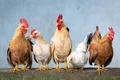 chicken 4849979 1920 jpg