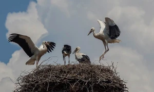 România neîmblînzită oare a reușit să ne destreseze? jpeg