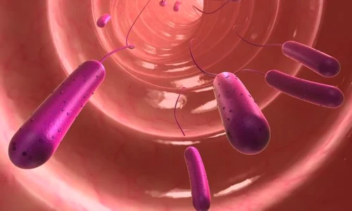 e coli  jpeg
