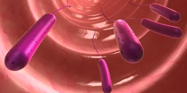 e coli  jpeg