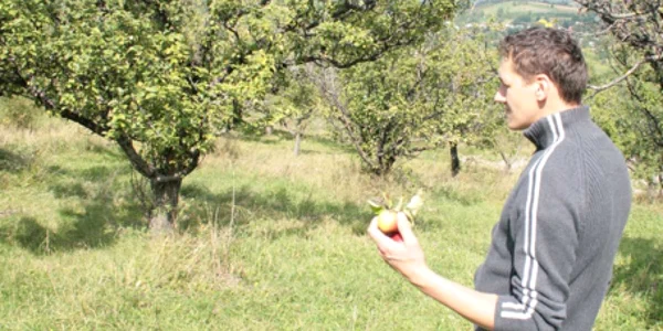 Pomii din livezile nemţene au scos puţine fructe anul acesta din cauza ploilor şi a omizilor păroase