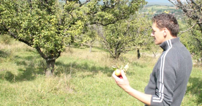 Pomii din livezile nemţene au scos puţine fructe anul acesta din cauza ploilor şi a omizilor păroase