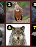 TEST Animalul pe care l alegi iti dezvaluie defectele  Sursa foto jagranjosh com jpg